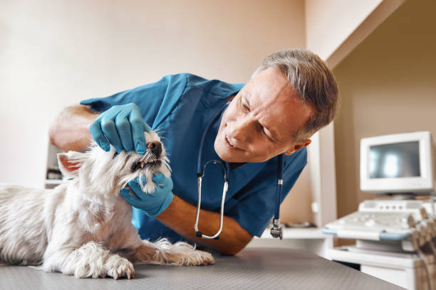 Best Emergency Broken Tooth Repair in Millport, AL